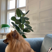 Load image into Gallery viewer, Green Snoopy Lamp 🐶